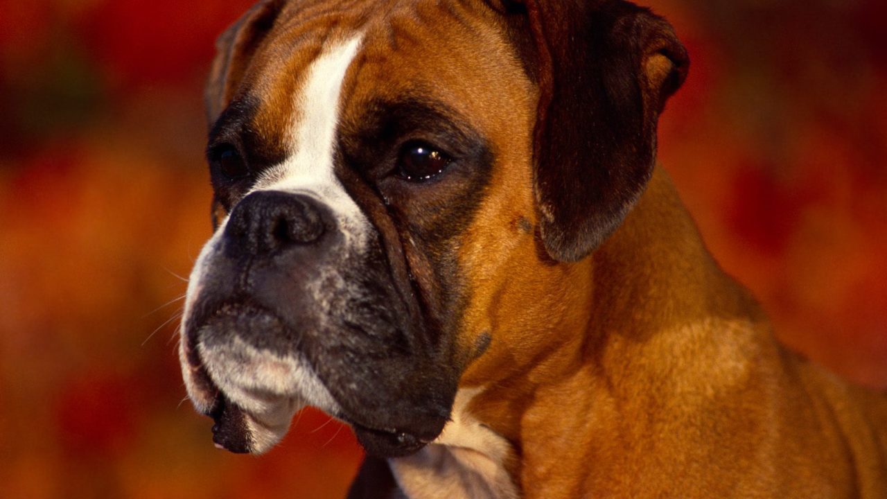 Georgi Boxer Dog Pictures